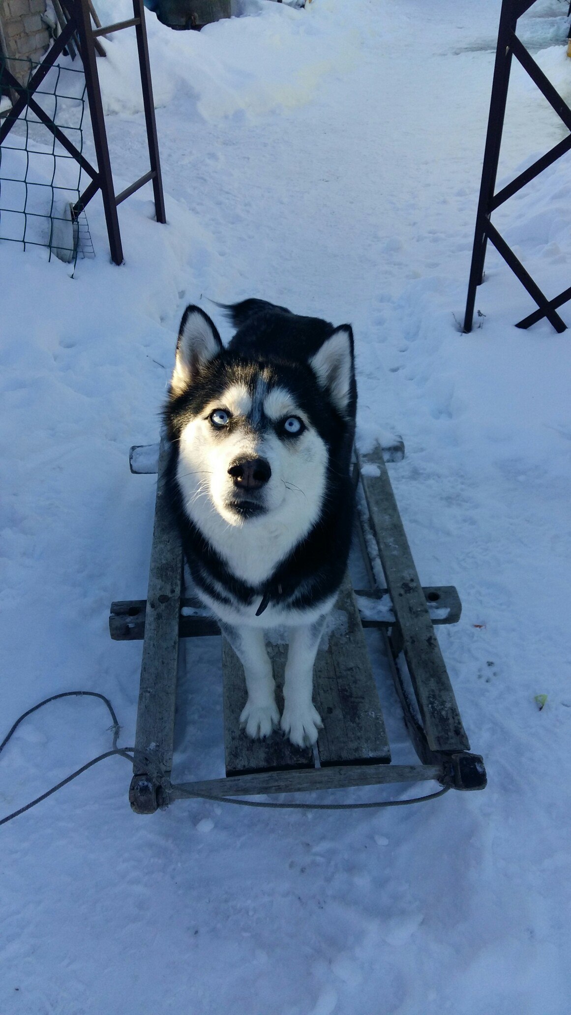 wrong husky - My, Sled, Dog