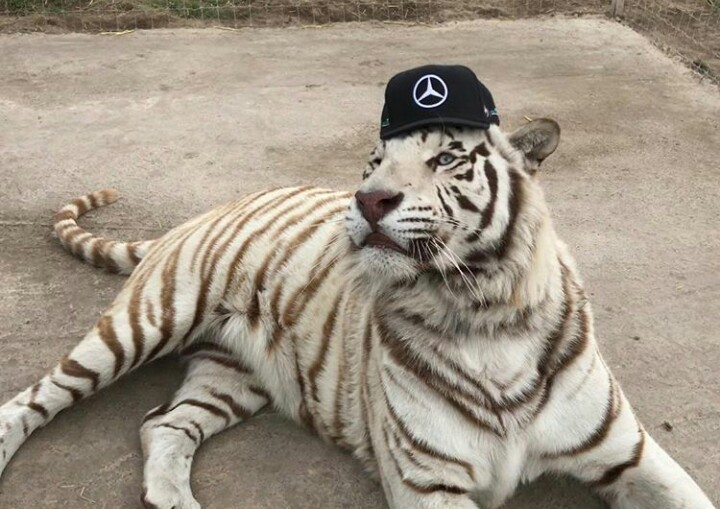 Stylish tiger - Style, Tiger, Mercedes