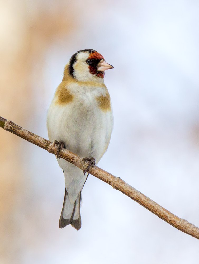 Goldfinches - My, Canon, Birds, My, Goldfinch, Photo hunting, Longpost