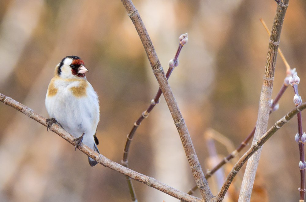 Goldfinches - My, Canon, Birds, My, Goldfinch, Photo hunting, Longpost