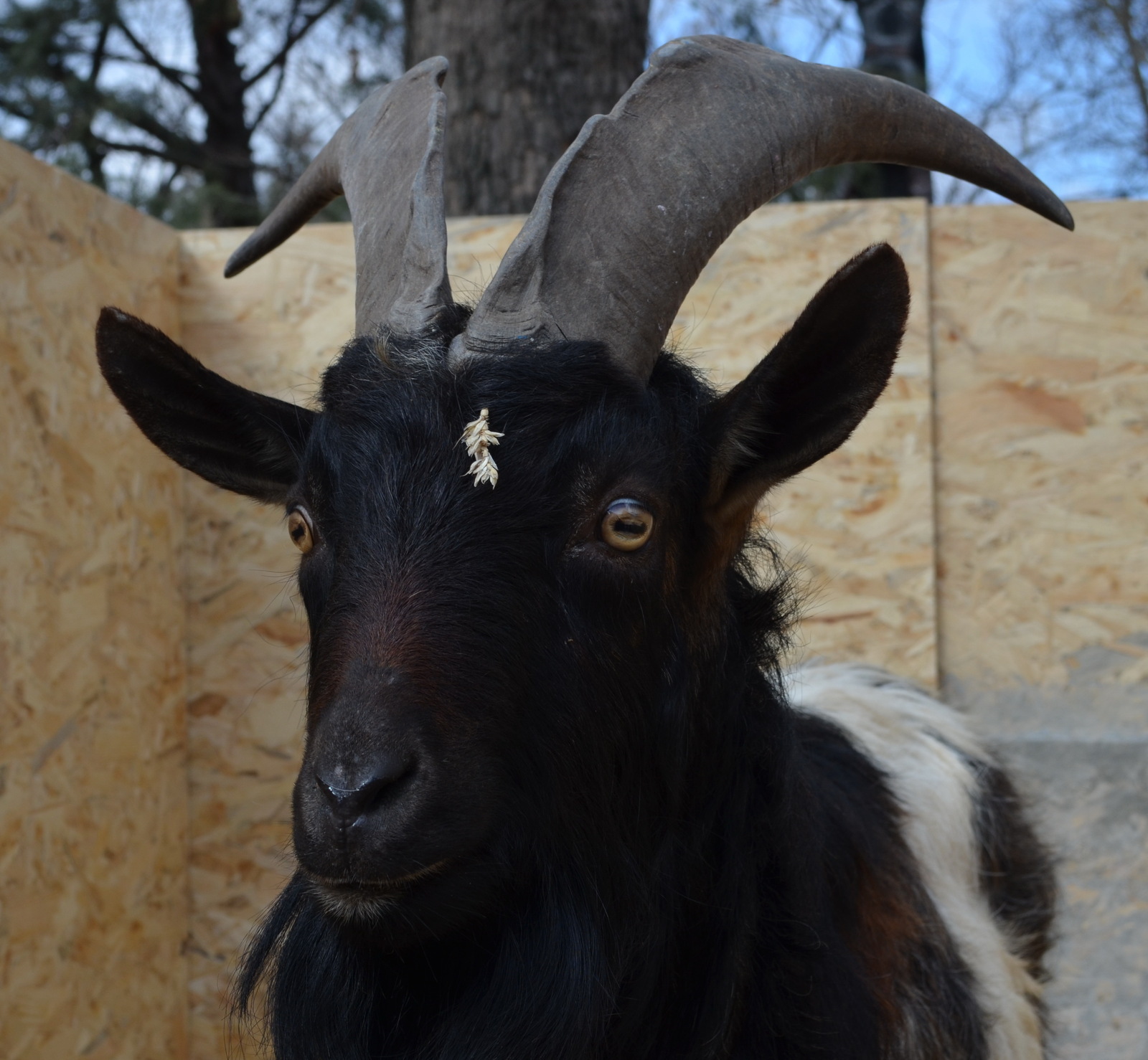 Sheep and goats - My, Goat, Sheeps, The photo, Longpost