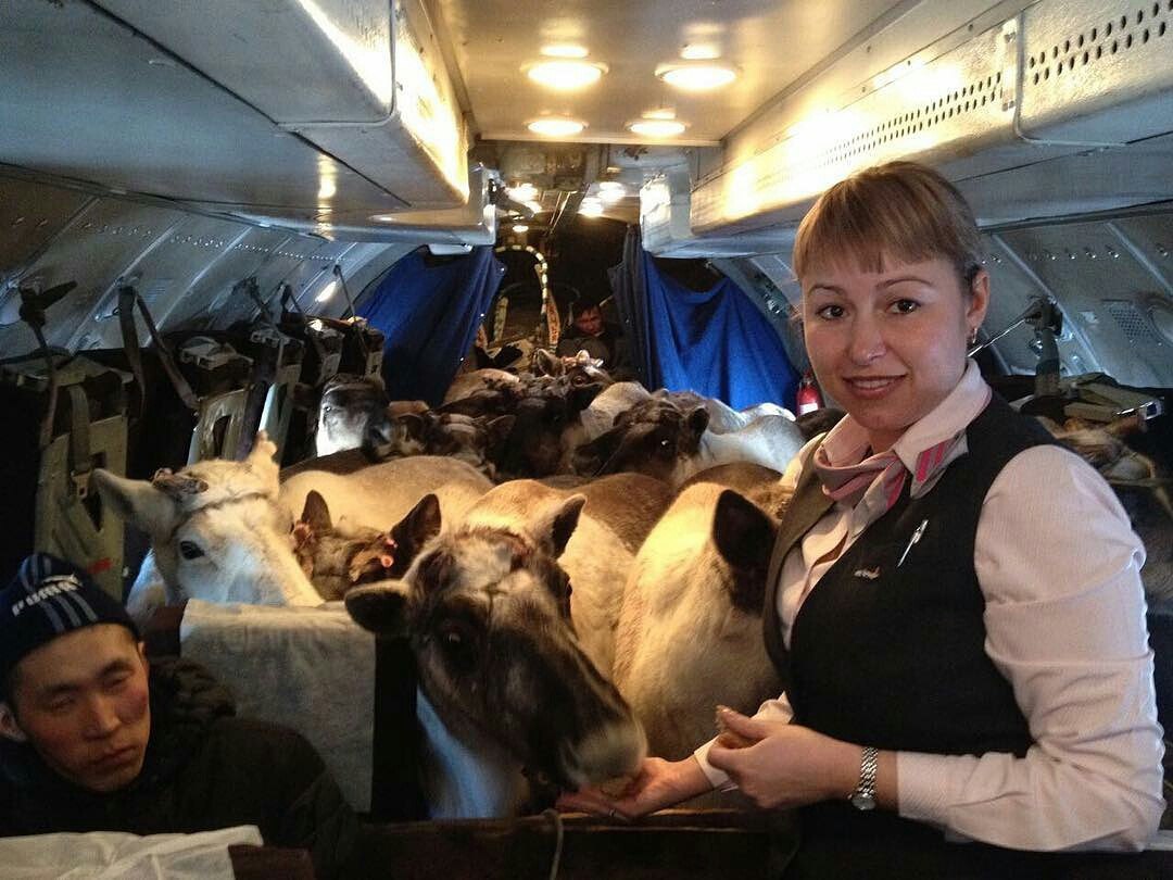 This is Yakutia, baby, show-offs are cooler than those of Arab sheikhs. Reindeer are only transported by airlines in Yakutia - Yakutia, Deer, Yakutia Airlines, The photo, Deer