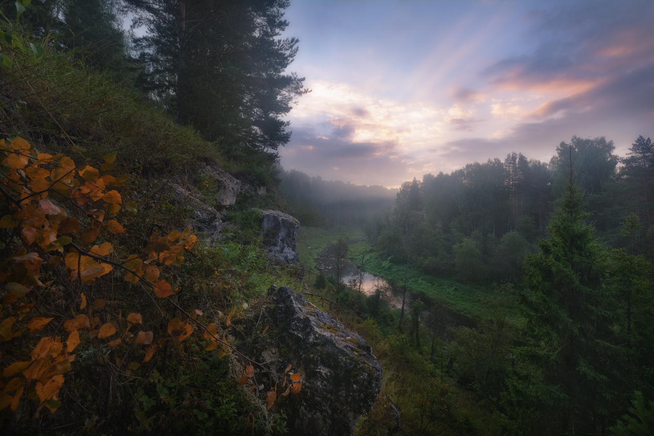 When lost in the forests of the Moscow region... - Nature, Forest, Moscow region, Russia, The nature of Russia, Longpost