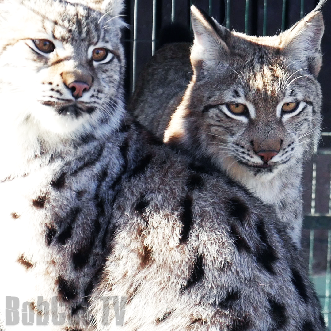 I managed to pet a wild lynx normally :) - My, Lynx, Video, Katyavaleeva, Hannah