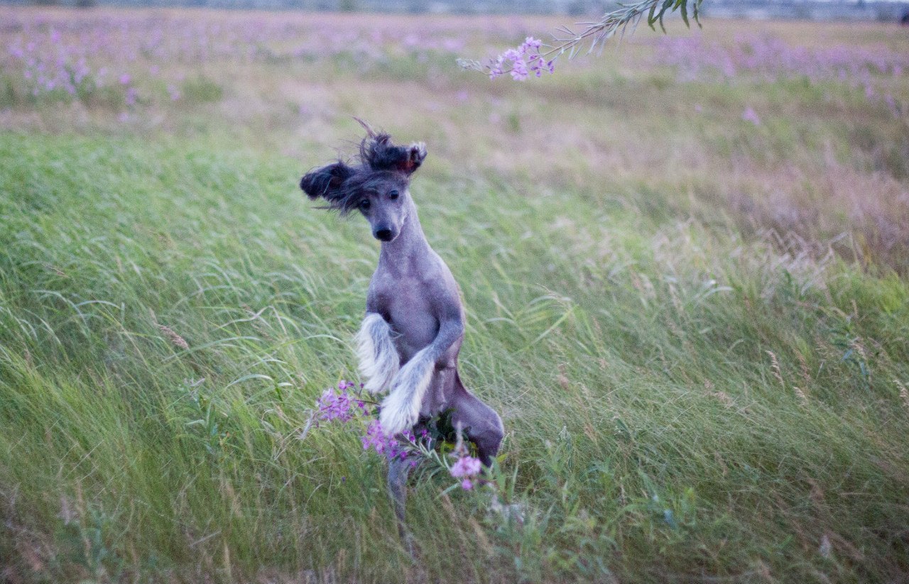 Impatient... - My, Embarrassment, Dog, Walk, Longpost