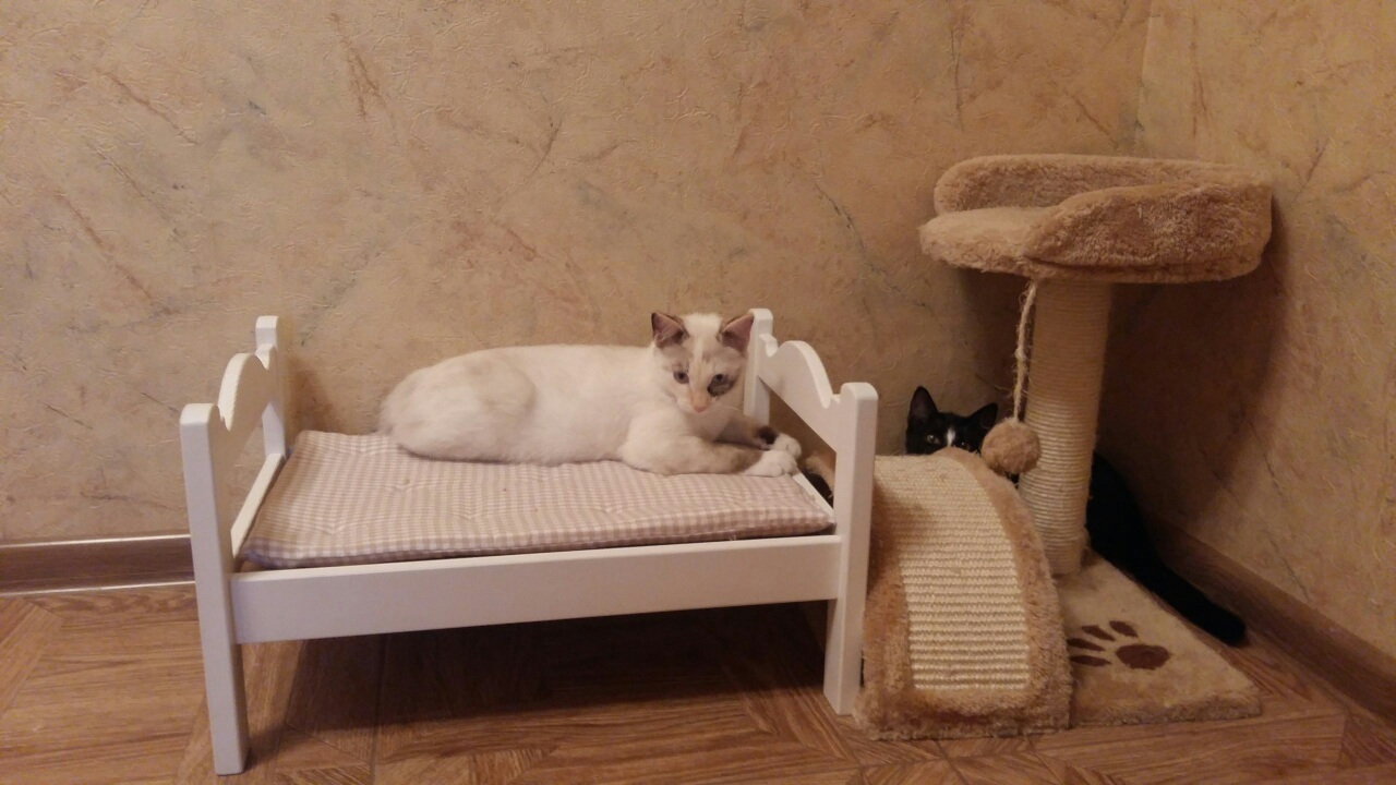 Кошачье счастье, сёстры. | Пикабу