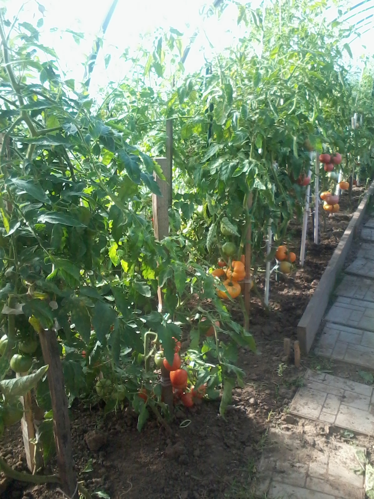 Do you also miss your garden? - Greenhouse, Dacha