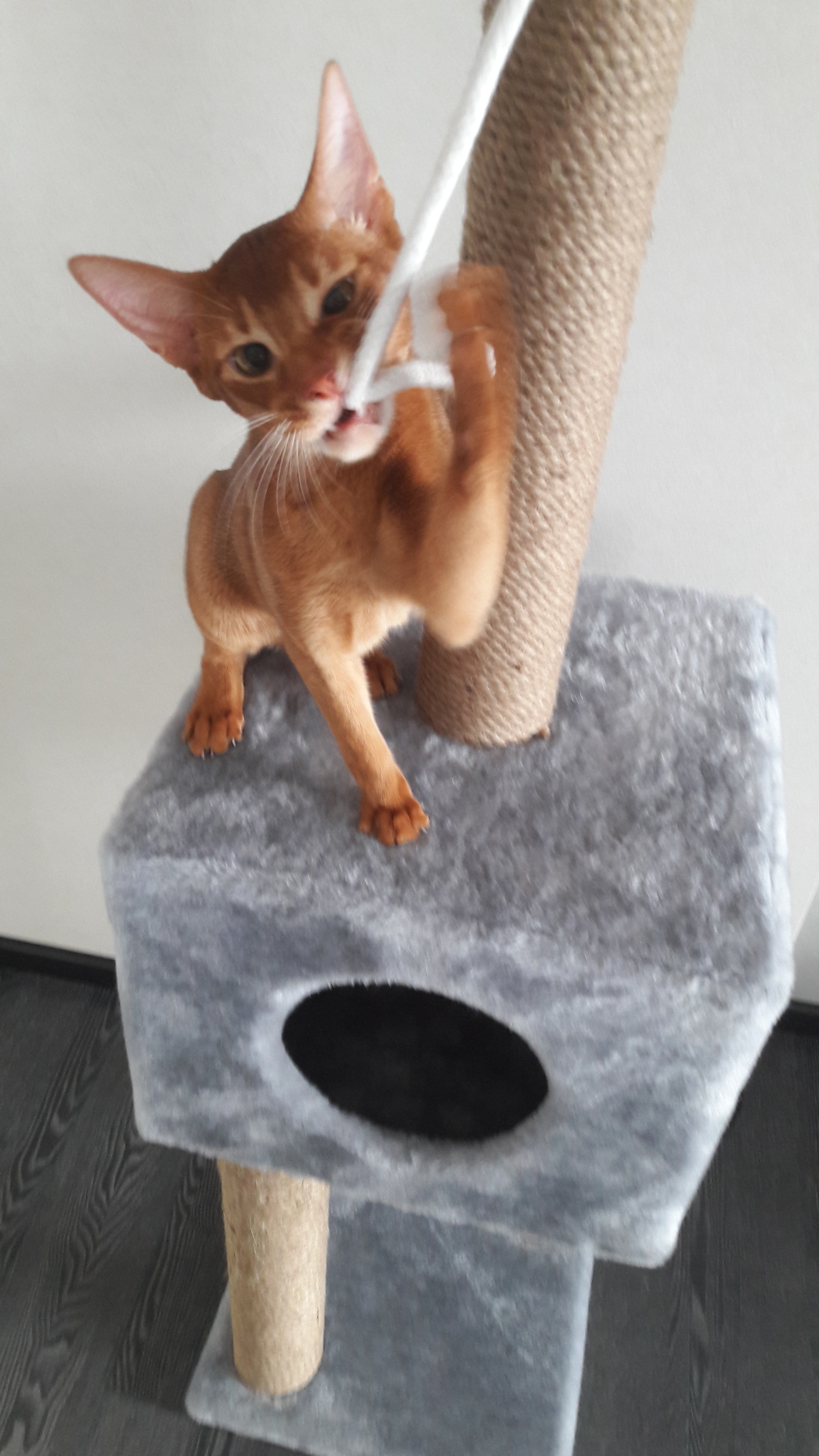 Love - let go ... - My, cat, Abyssinian cat, Longpost