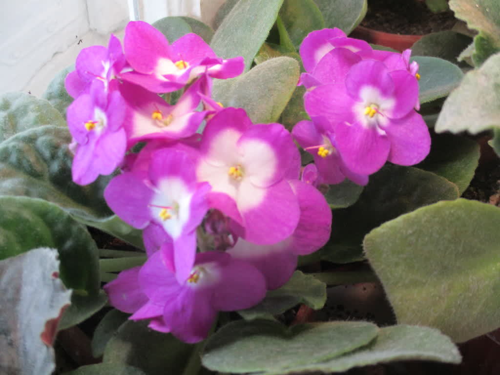 Violets. - My, Flowers, Violets, Saintpaulia