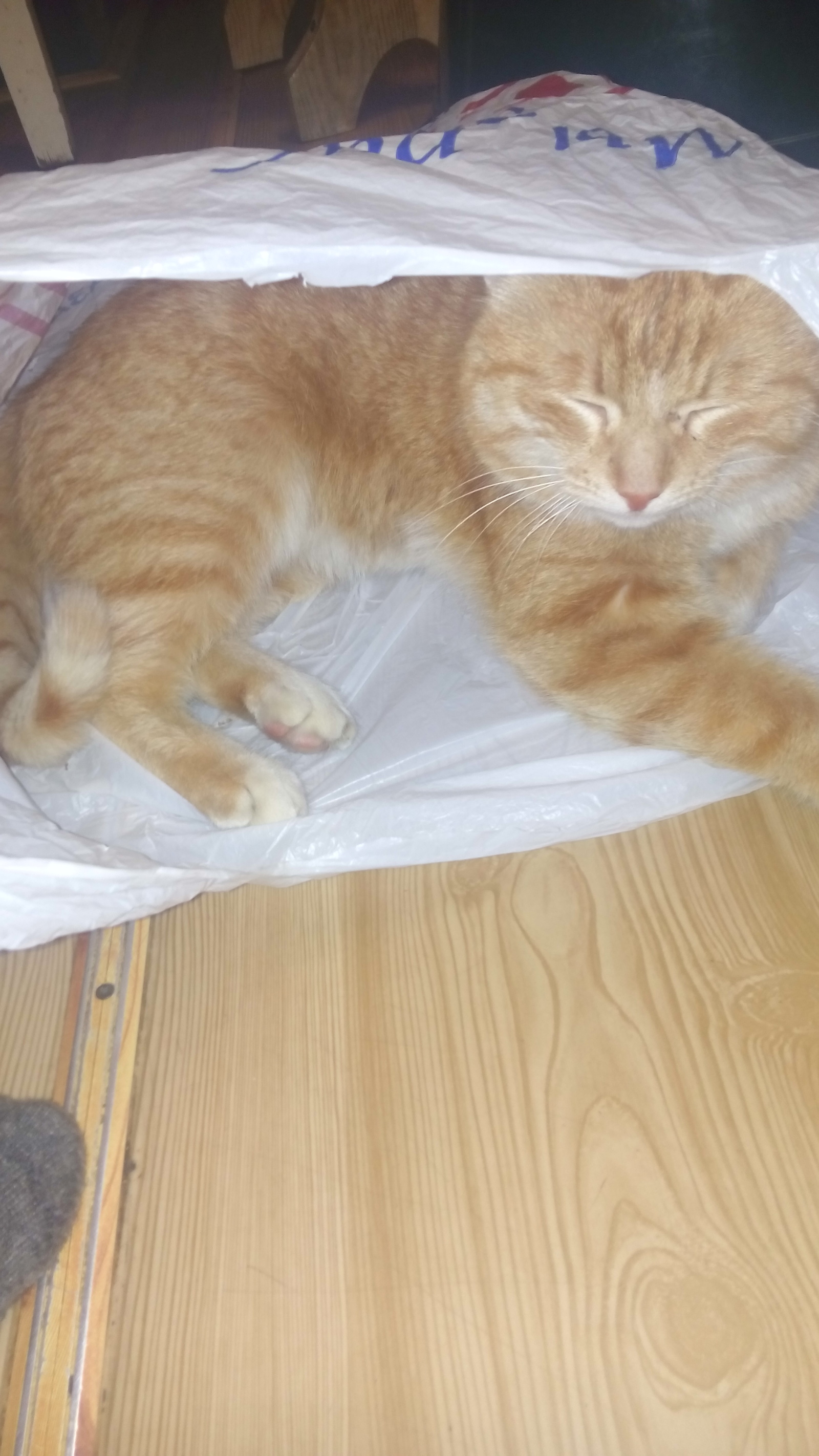 Ginger cat - My, cat, Package, Animals, Longpost