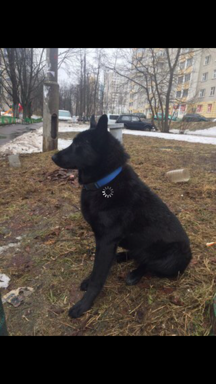 Found a dog! Moscow Molodezhnaya Kuntsevskaya Krylatskoe. - Laika, Moscow, Found a dog, Dog, Kuntsevo, Kuntsevskaya, Help, Krylatskoye