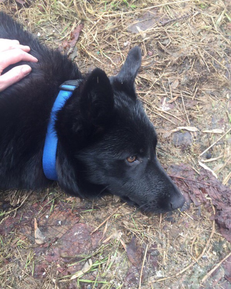 Found a dog! Moscow Molodezhnaya Kuntsevskaya Krylatskoe. - Laika, Moscow, Found a dog, Dog, Kuntsevo, Kuntsevskaya, Help, Krylatskoye