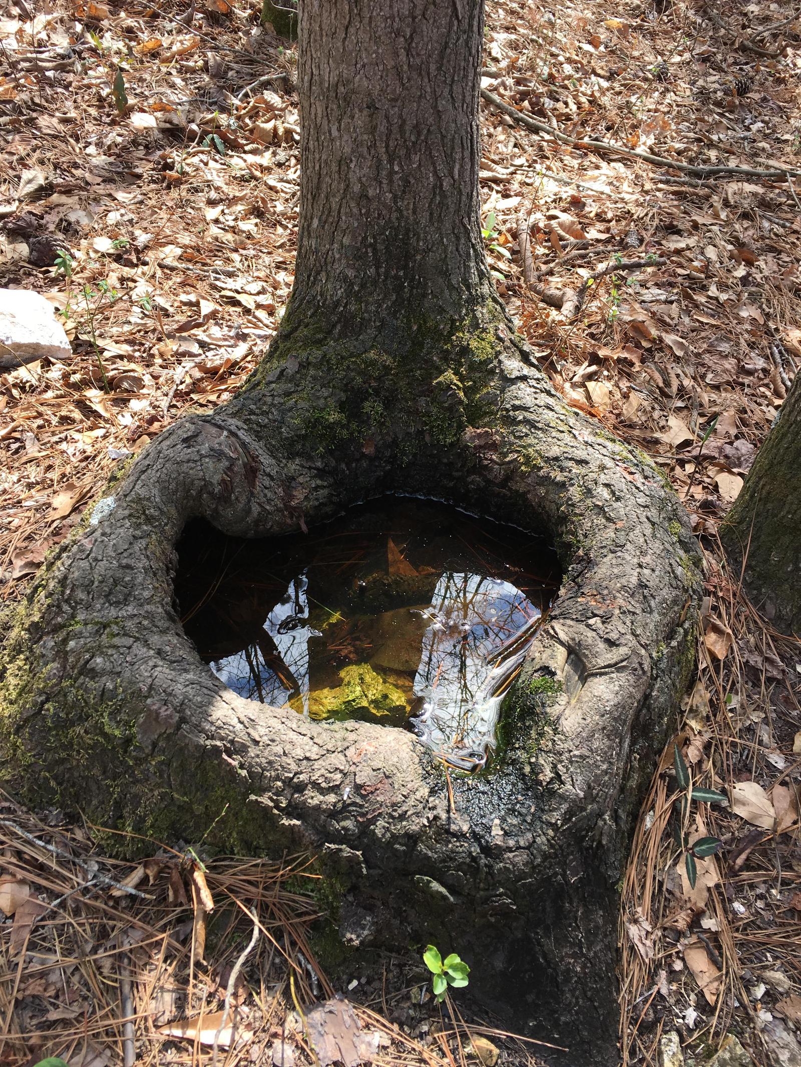 water reserve - Tree, Water, Autumn, Forest, Nature