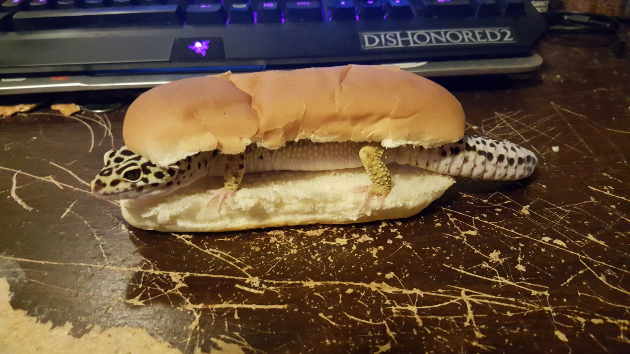 Bon appetit - Lizard, Hot Dog, Animals