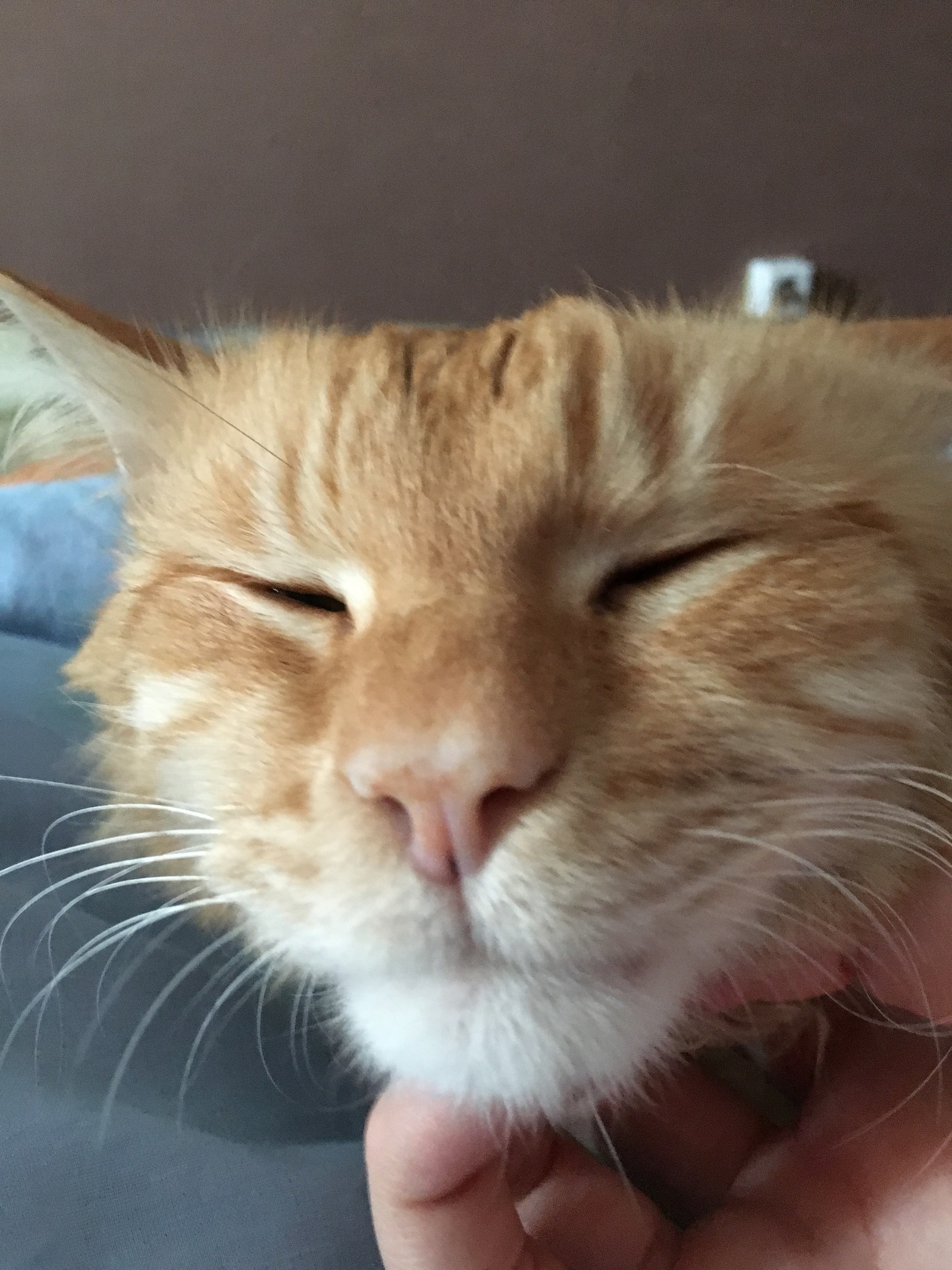 The cat who is outraged that he is not stroked) - My, cat, Redheads, Discontent, My, Longpost