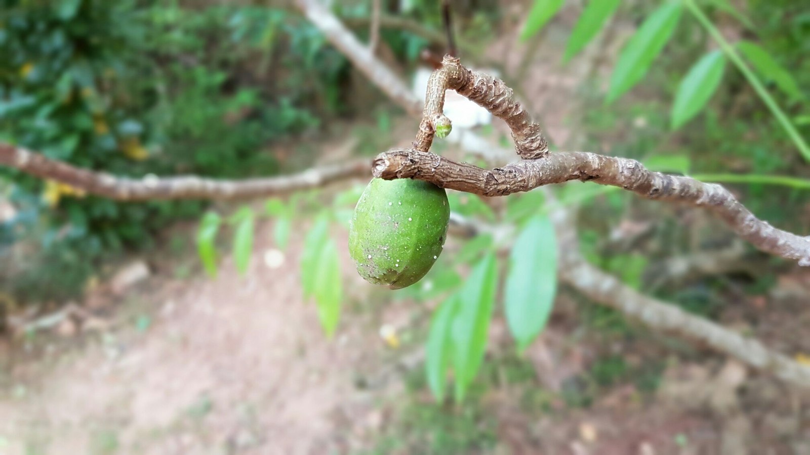 Sri Lanka 3 (fruit) - My, Фрукты, Banana, , Village, Jackfruit, Coconut, Orange, Cherries, Longpost