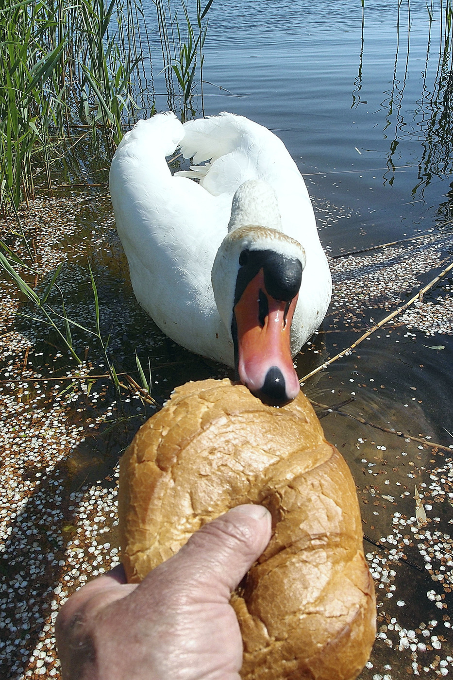 Give back the loaf - The photo, Swans, Baton