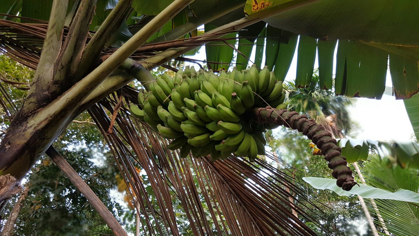 Sri Lanka 3 (fruit) - My, Фрукты, Banana, , Village, Jackfruit, Coconut, Orange, Cherries, Longpost