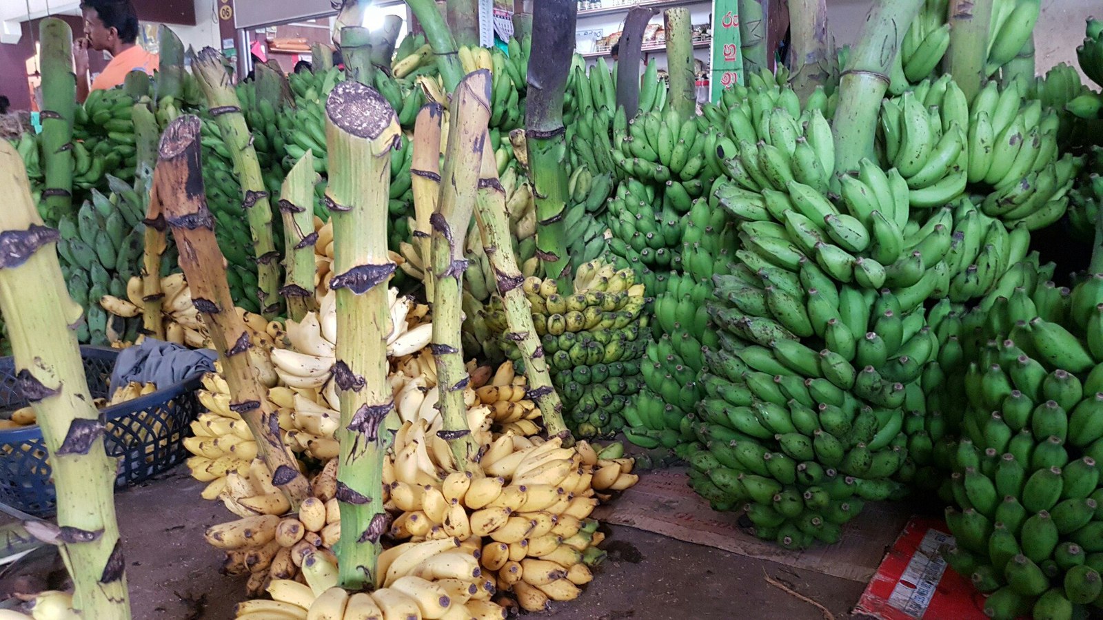 Sri Lanka 3 (fruit) - My, Фрукты, Banana, , Village, Jackfruit, Coconut, Orange, Cherries, Longpost