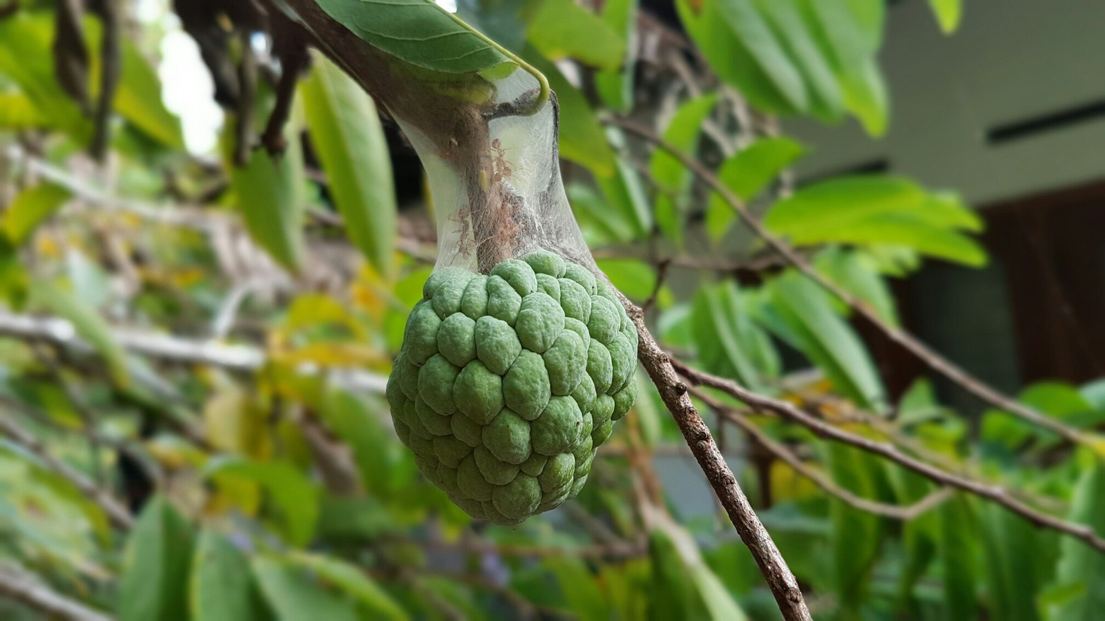 Sri Lanka 3 (fruit) - My, Фрукты, Banana, , Village, Jackfruit, Coconut, Orange, Cherries, Longpost