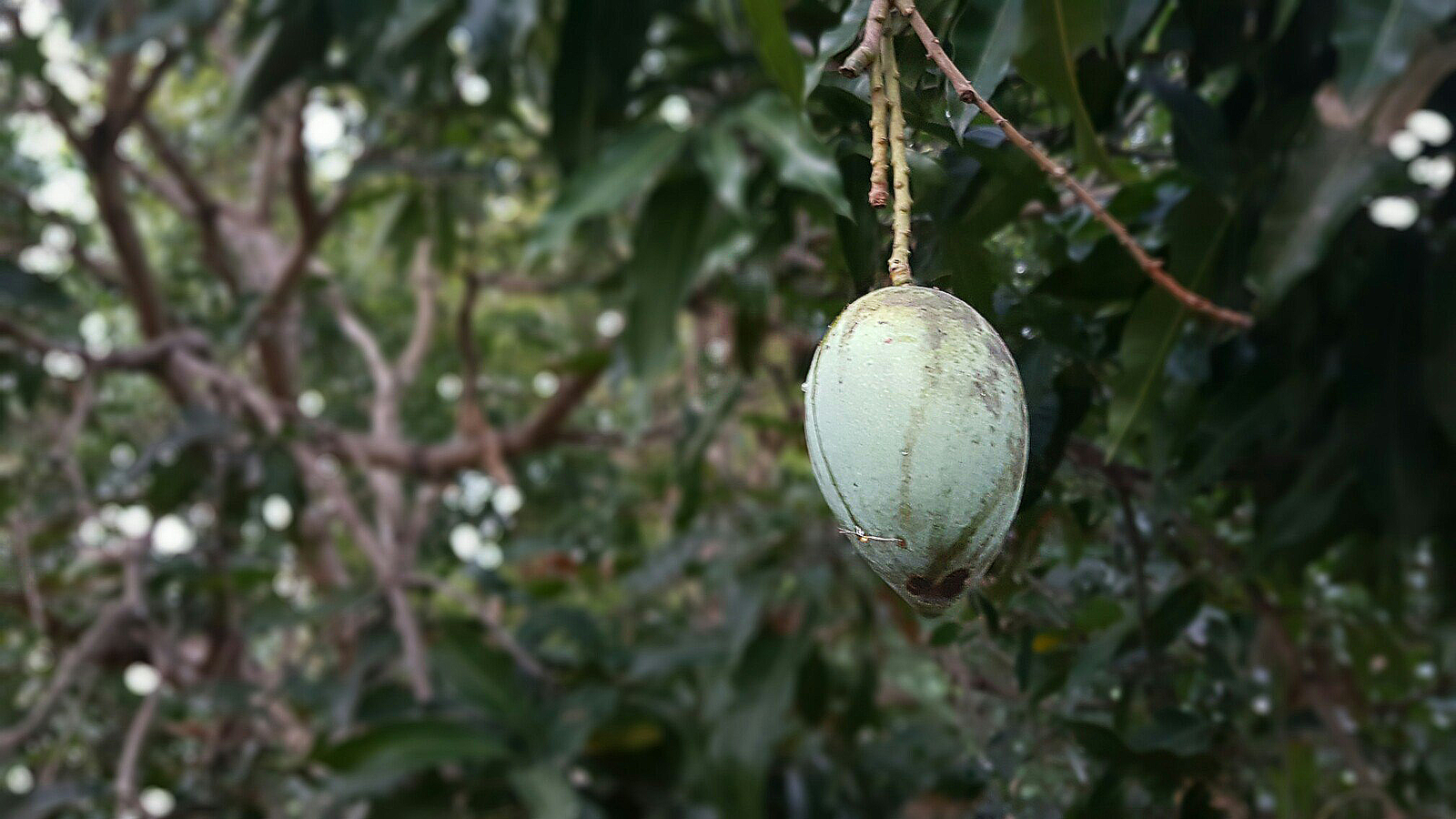 Sri Lanka 3 (fruit) - My, Фрукты, Banana, , Village, Jackfruit, Coconut, Orange, Cherries, Longpost