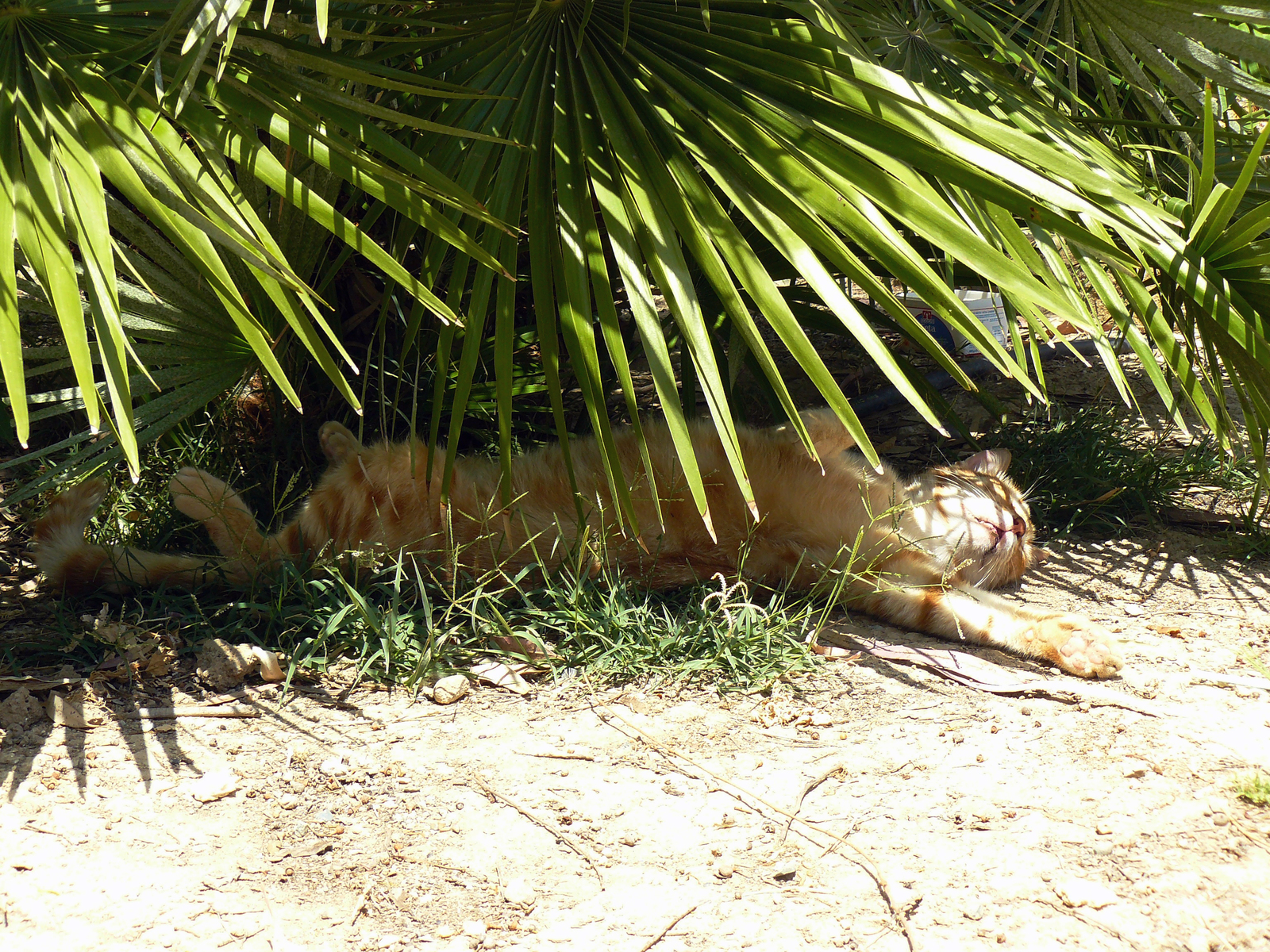 Cypriot seal - My, cat, Relaxation, Dream, Cyprus