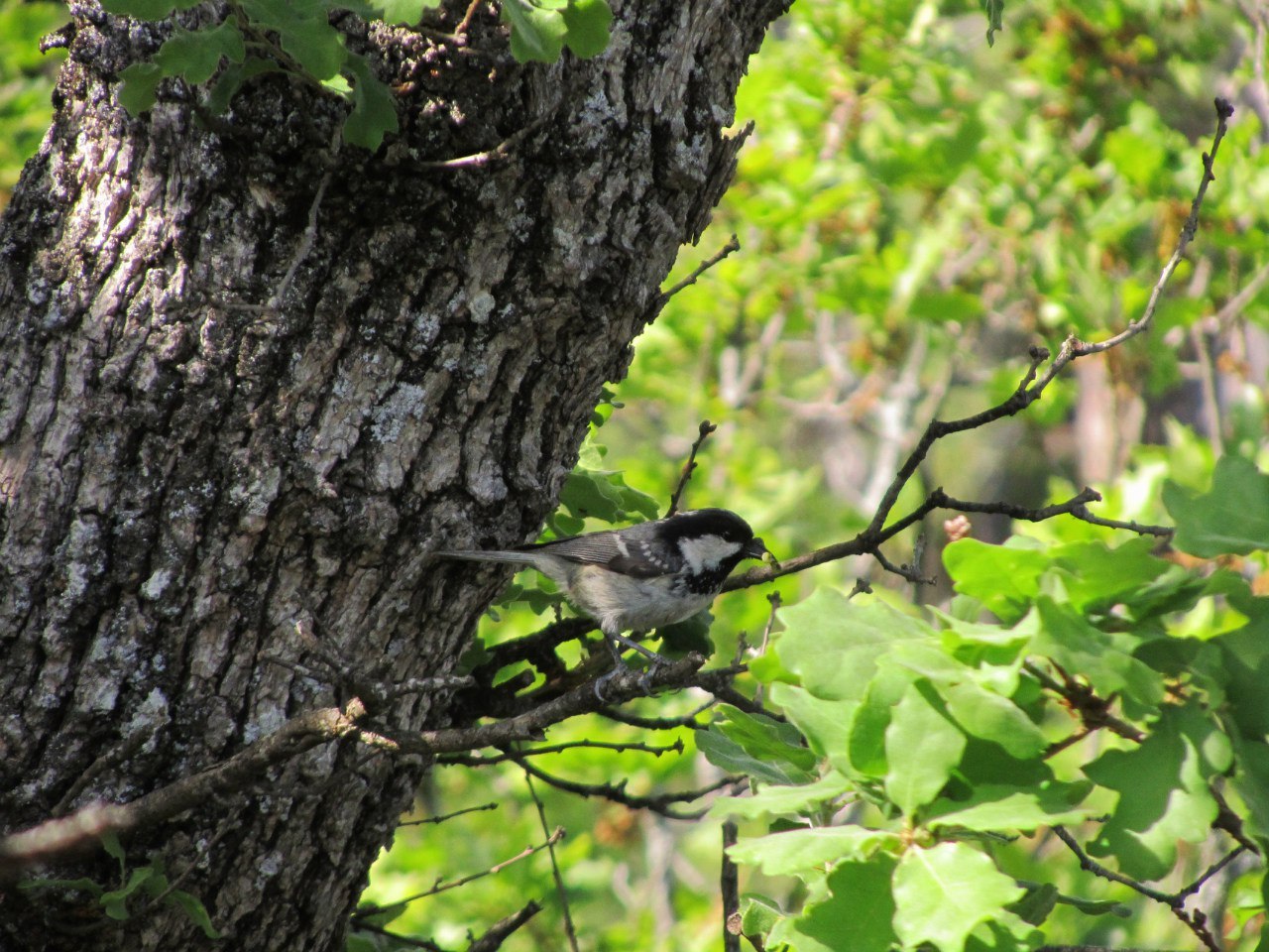 Forest photos (Crimea). - My, Crimea, Nature, Yalta, The photo, Longpost