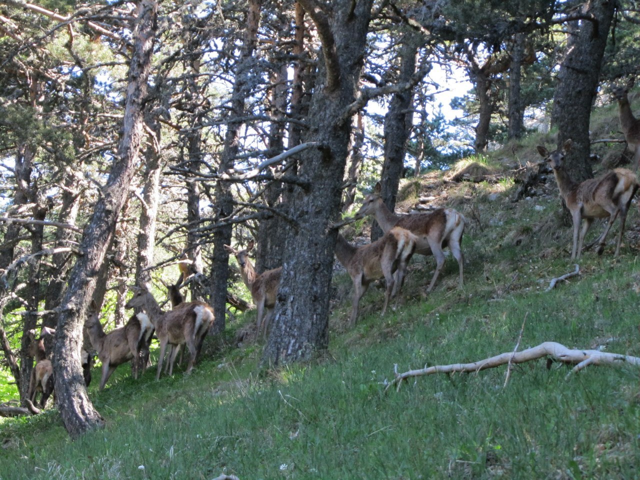 Forest photos (Crimea). - My, Crimea, Nature, Yalta, The photo, Longpost