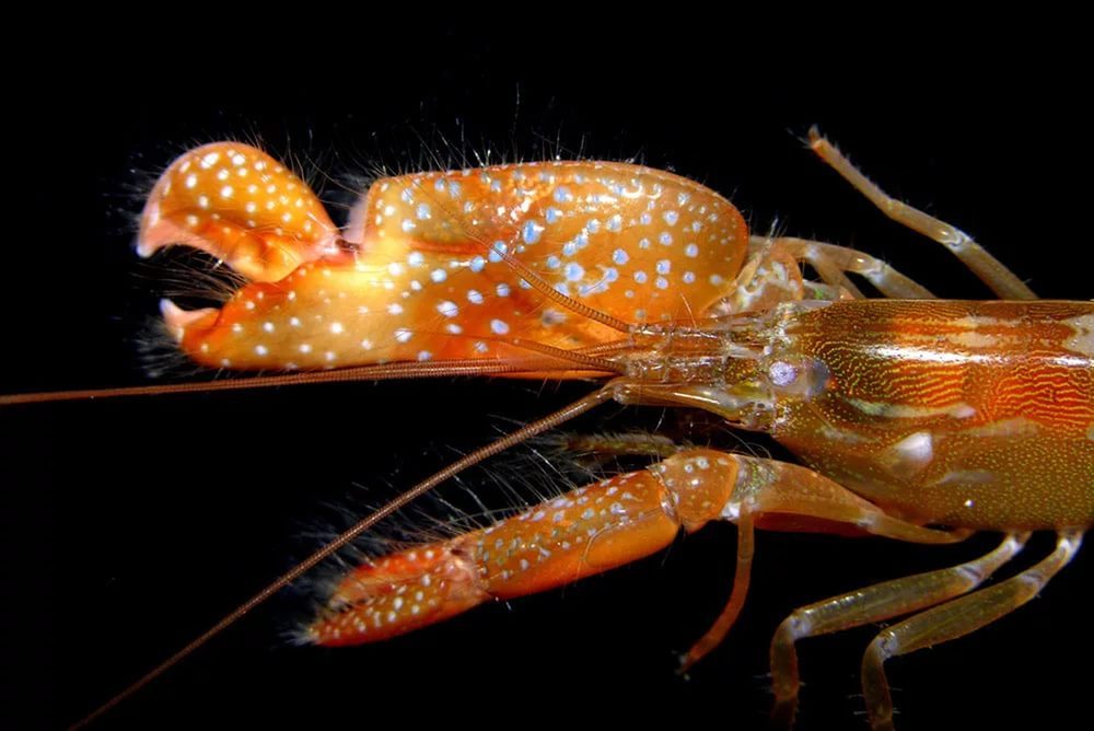 gun shrimp - Shrimps, Shooter, Nature, Knowledge, Marine life, Video