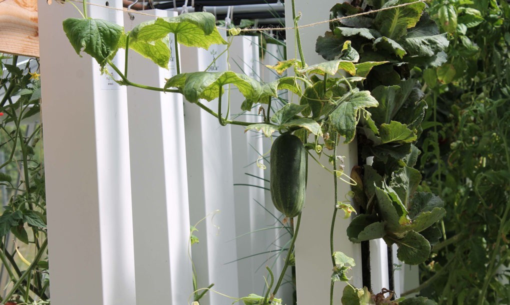 Solar greenhouse-aquaponics produces up to 400 kg of products per year - Greenhouse, Aquaponics, roof garden, Longpost