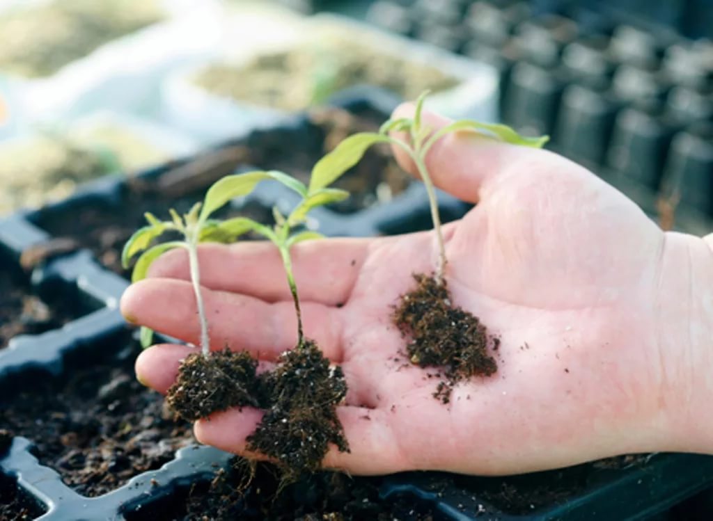 Peppers - 1. We grow seedlings - Garden, , Plant growing, Pepper, Dacha, Seedling, Longpost