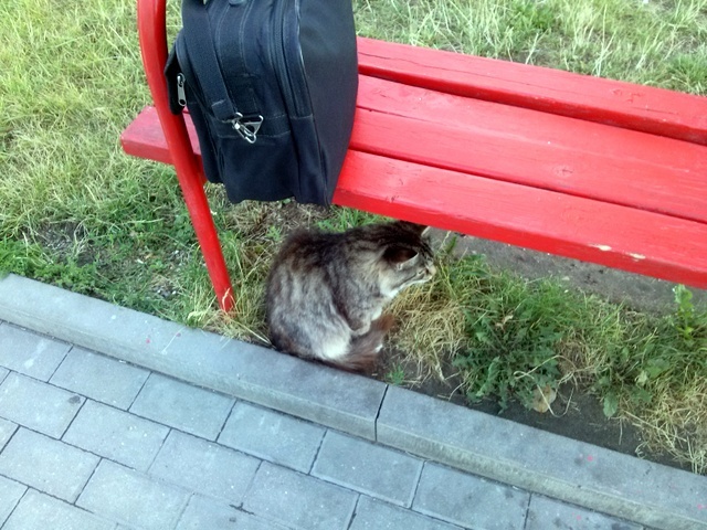 The bus goes into the sunset. - My, , Лампа, cat, Morning, Food, Bike, Longpost