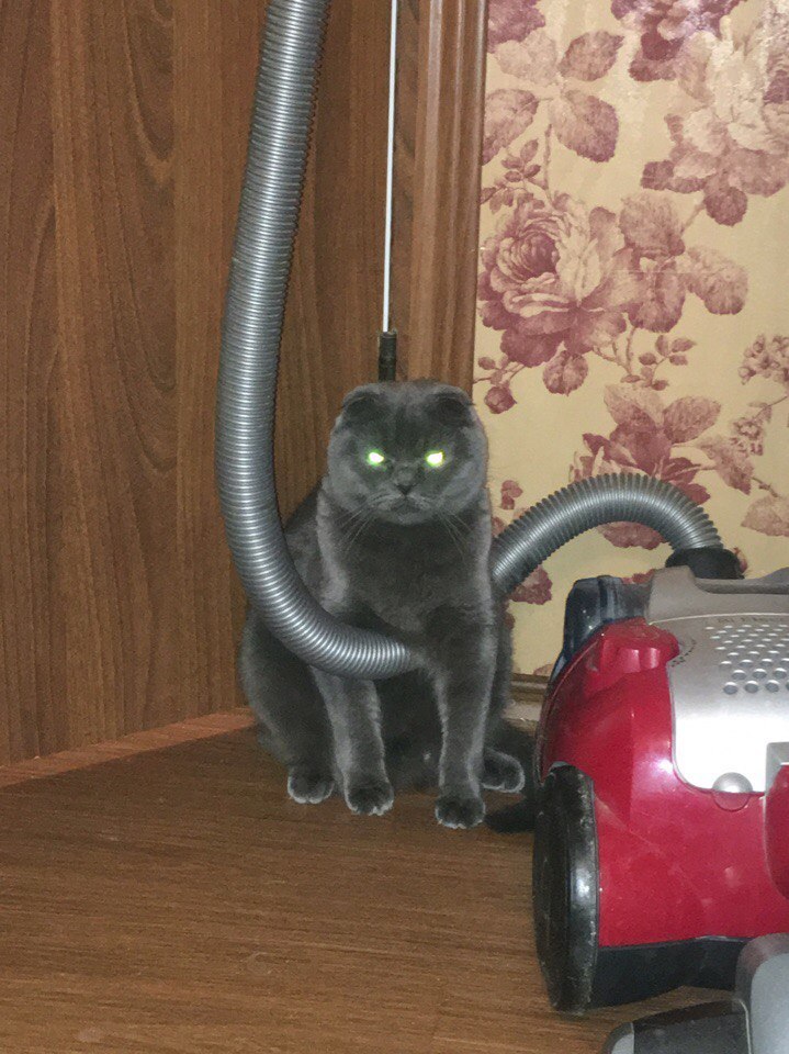 Just try to turn on this infernal machine! - The Evil Cat, , cat, 