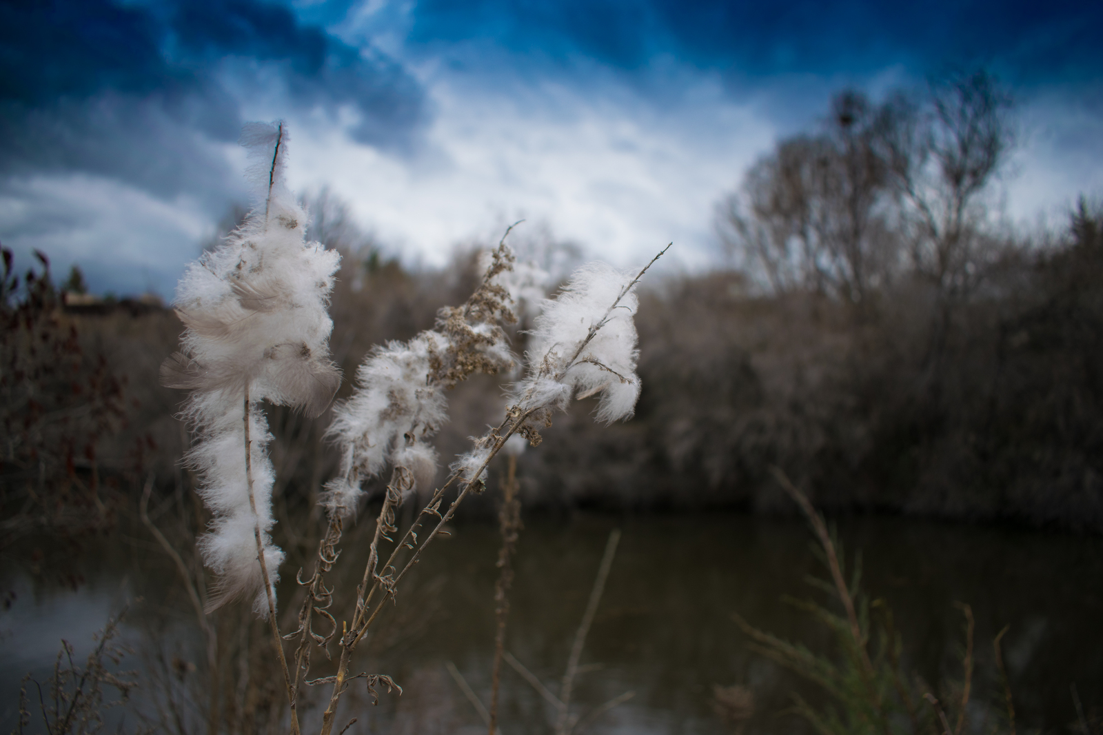 Walk in the park - My, The park, Nature, , Idaho, , Nikon, , Longpost, Nikon d5300