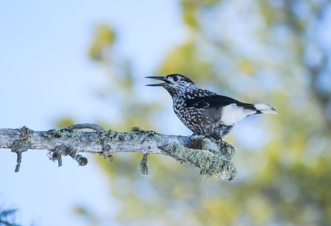 An ambush or some tricks of the work of a state inspector in the field of environmental protection - Barguzin Nature Reserve, State Inspector, Artur Murzakhanov, Otter, Longpost