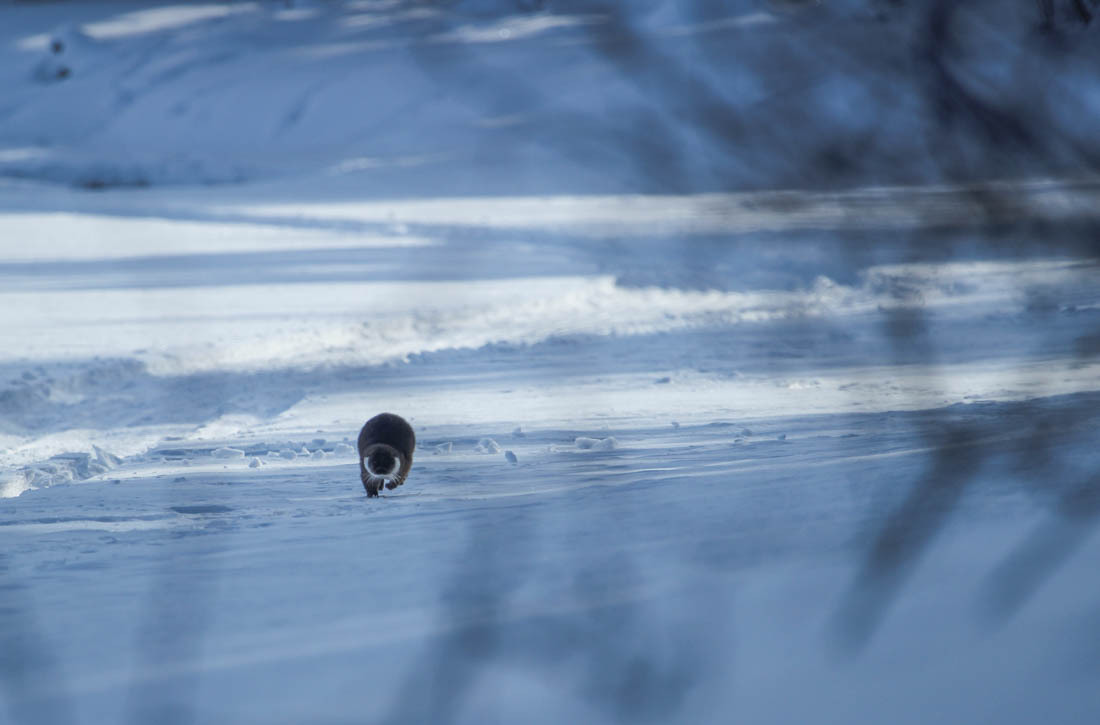 An ambush or some tricks of the work of a state inspector in the field of environmental protection - Barguzin Nature Reserve, State Inspector, Artur Murzakhanov, Otter, Longpost