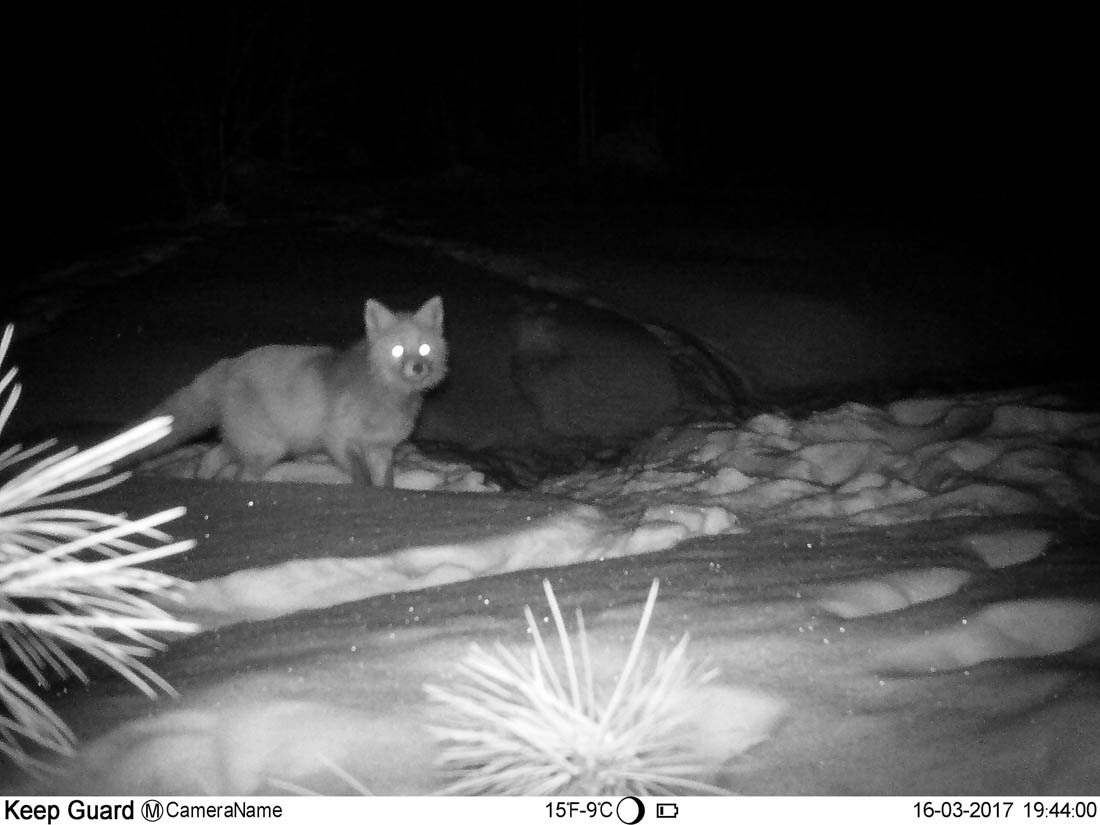 An ambush or some tricks of the work of a state inspector in the field of environmental protection - Barguzin Nature Reserve, State Inspector, Artur Murzakhanov, Otter, Longpost