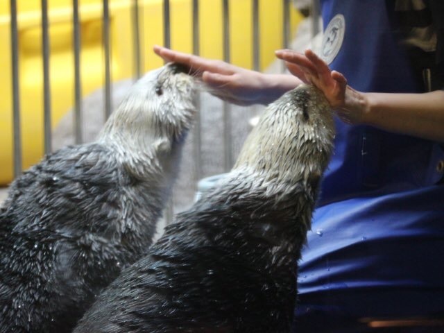 Beep beep - Otter, Otters, Sea otter, Milota, Animals