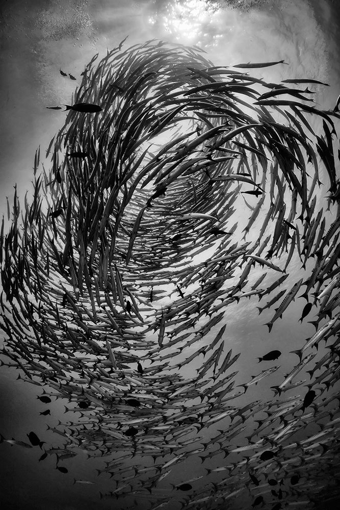 Barracuda spiral. - The photo, Sea, Barracuda, Spiral, Interesting