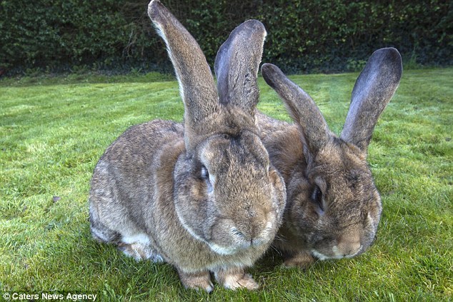 Jeff, the son of the biggest rabbit in the world - Rabbit, A son, Tag, Huge, Record, Animals