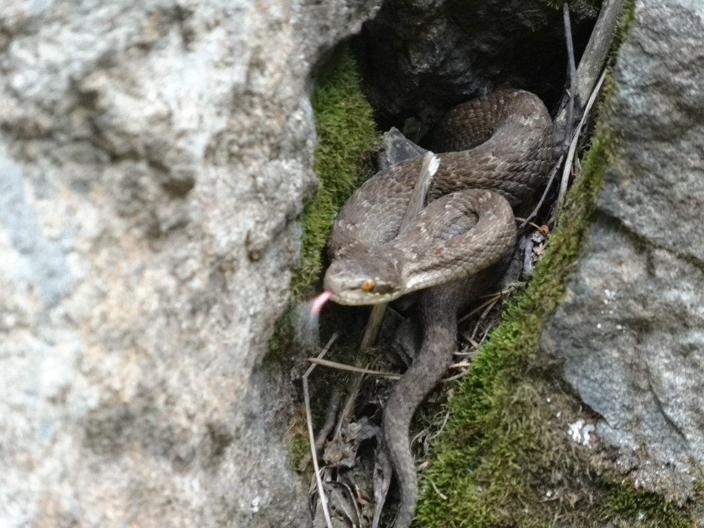 Arslan, tell me, what kind of snake? - Waterfall, , Nizhneudinsk