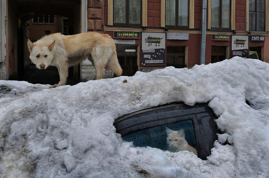 Cool photographer Alexander Petrosyan - The photo, Longpost, Alexander Petrosyan, , , Old photo