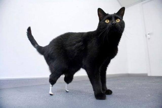 15 animals that got a second chance. - Animals, Prosthetics, Veterinary, , Longpost