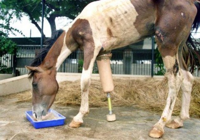 15 animals that got a second chance. - Animals, Prosthetics, Veterinary, , Longpost