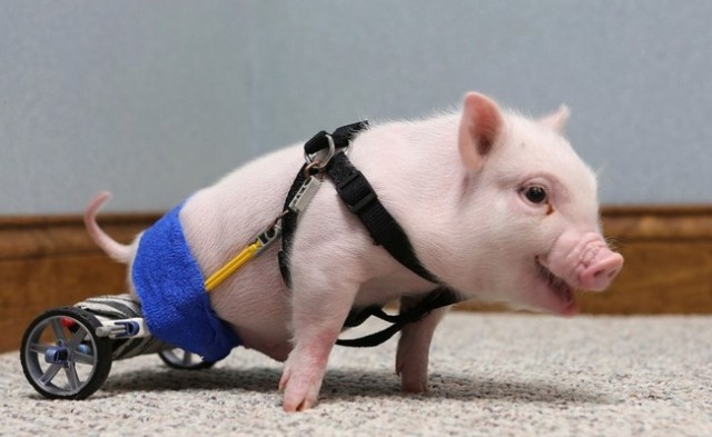 15 animals that got a second chance. - Animals, Prosthetics, Veterinary, , Longpost