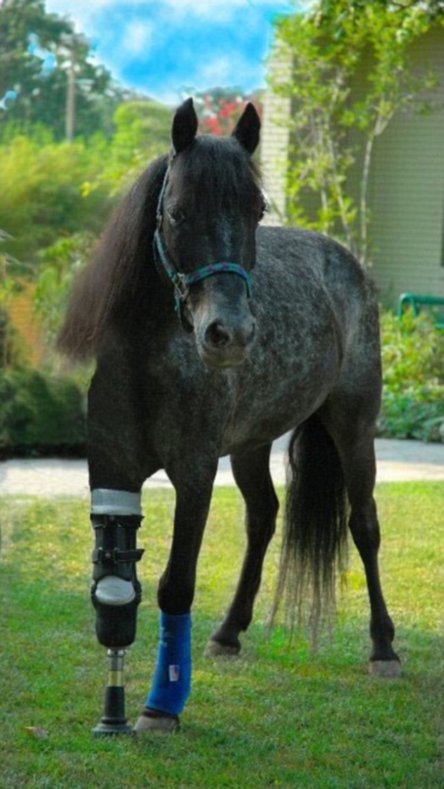 15 animals that got a second chance. - Animals, Prosthetics, Veterinary, , Longpost