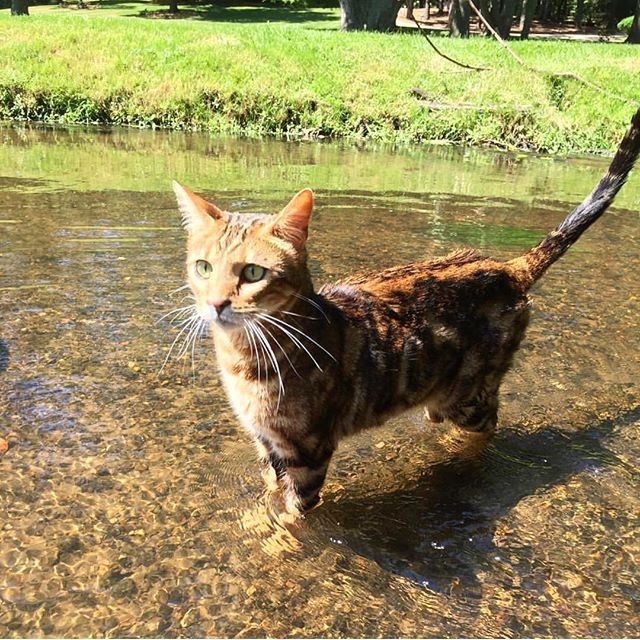 А нам любое море , море по колено ... - Кот, Кот в воде