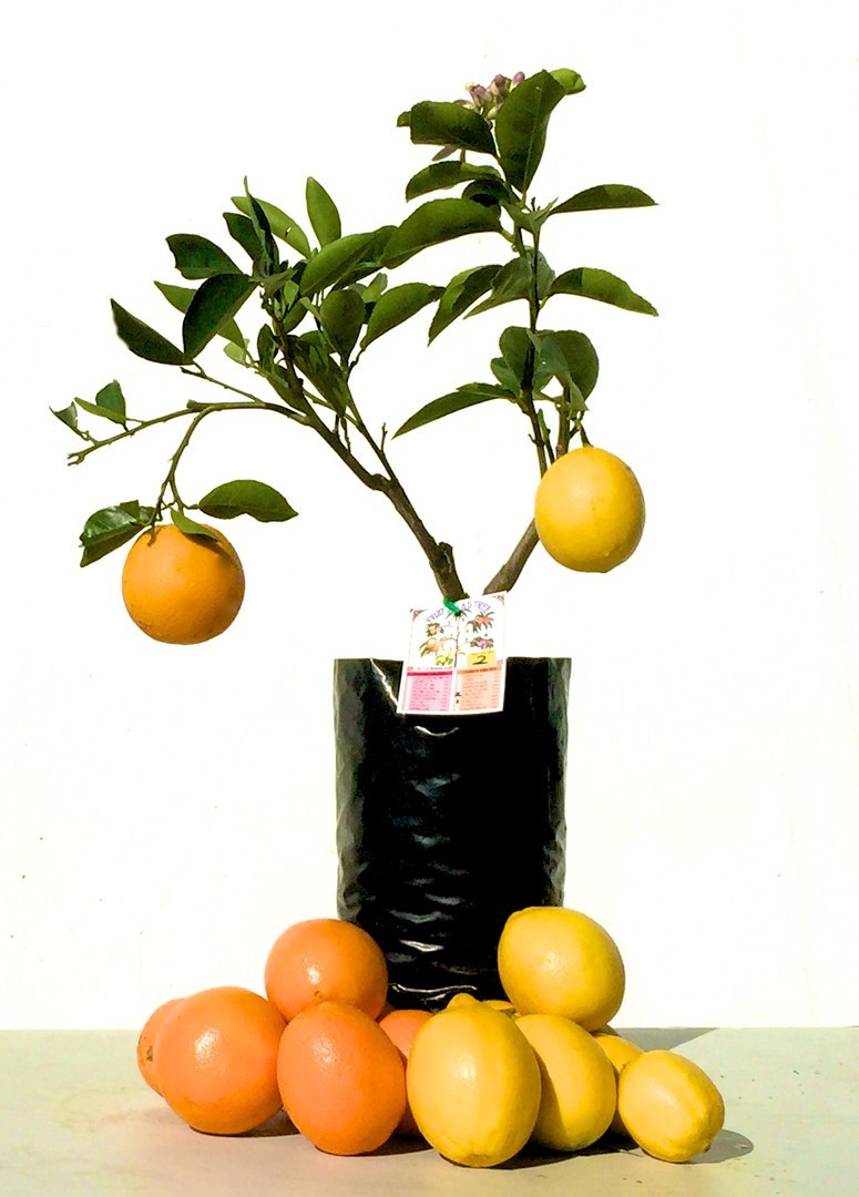 multifruit trees - multifruit, Tree, Not fake, Truth, Longpost