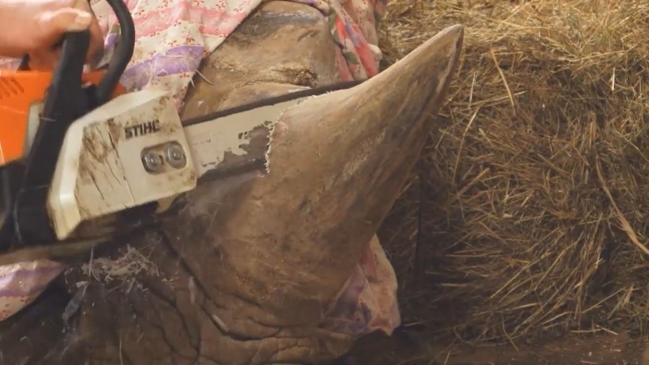 Why would anyone want rhinoceros horns? - Rhinoceros, Horns, Zoo, Poachers, , Sawed off, GIF