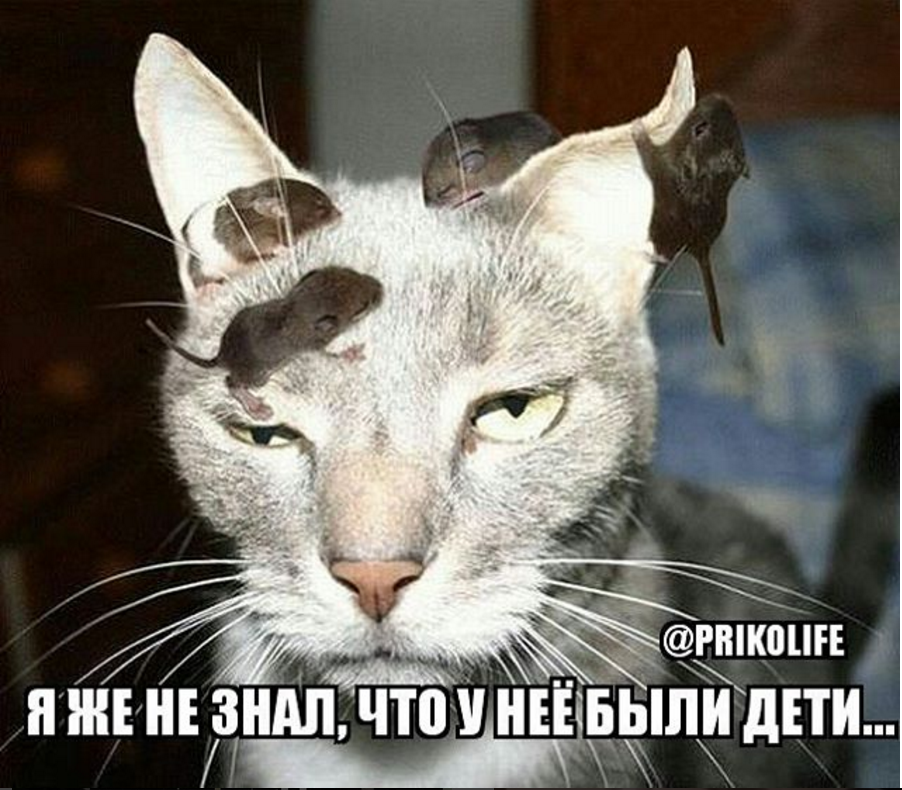 memes for you))) - My, Memes, cat, Joke, The appeal, Humorist, Humor